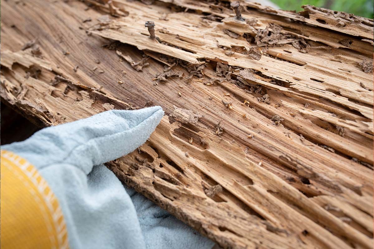 Focus sur bois mort à cause des termites