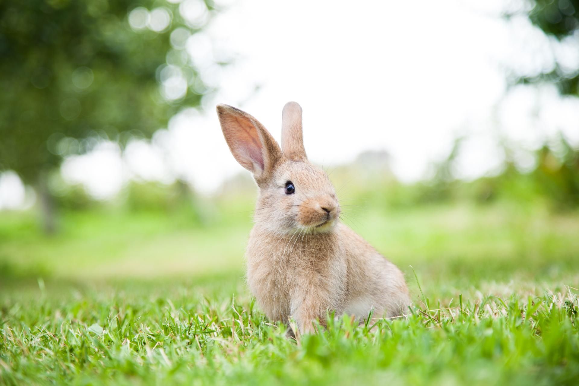 Ein kleines Kaninchen sitzt im Gras und schaut in die Kamera.