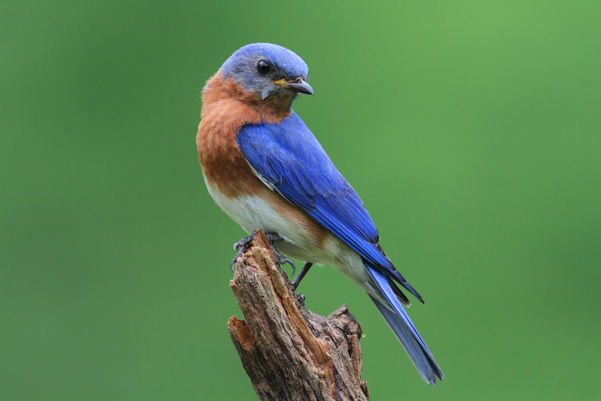 Ein blau-brauner Vogel sitzt auf einem Ast.