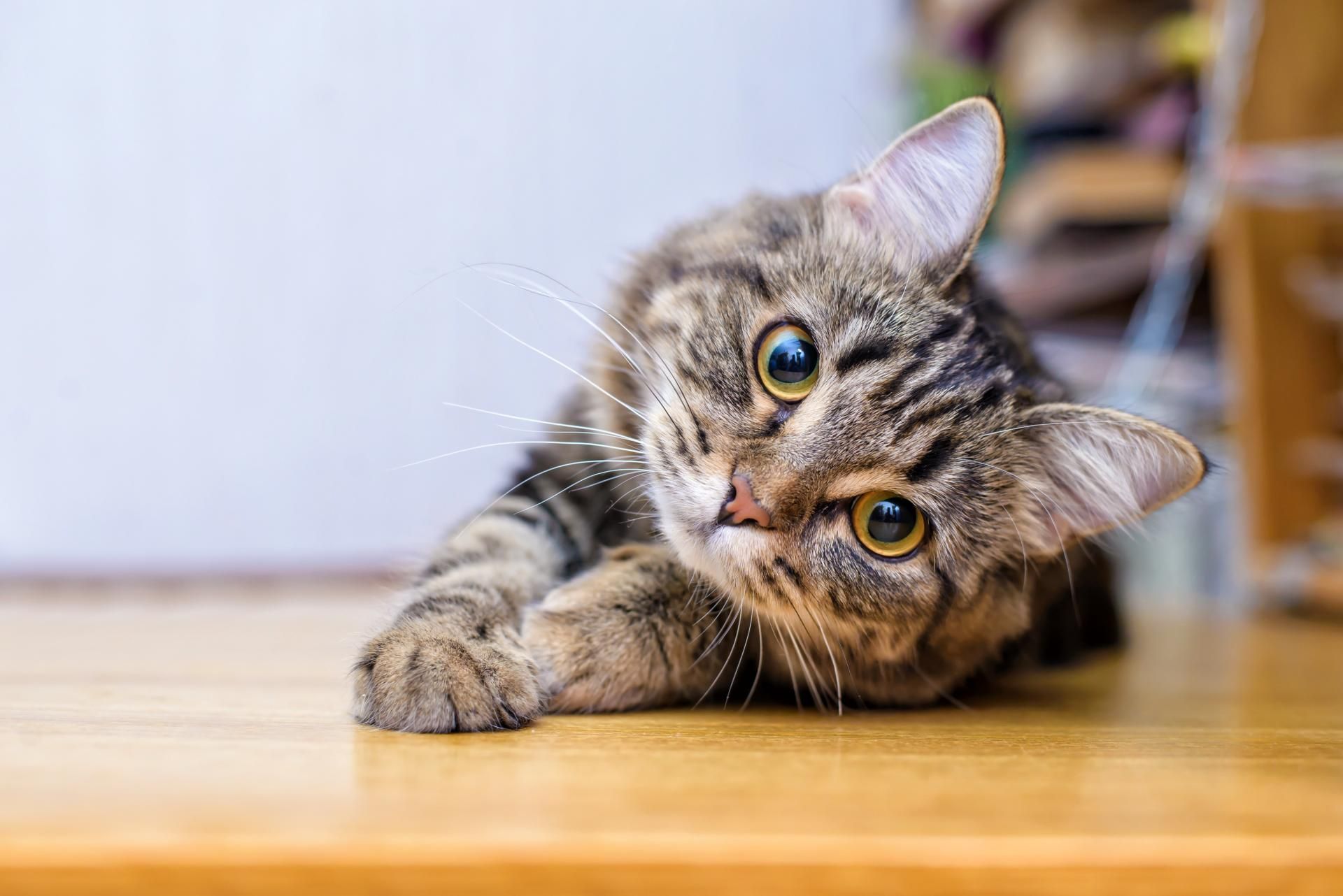 Eine Katze liegt auf einem Holzboden und schaut in die Kamera.