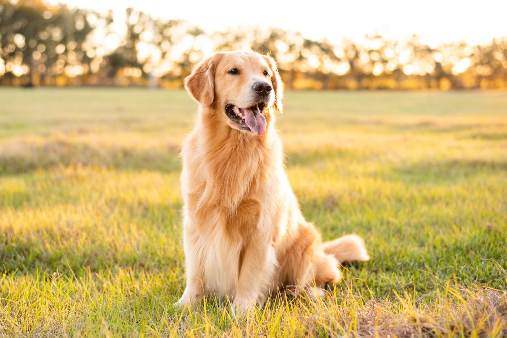 Ein Golden Retriever sitzt im Gras auf einem Feld.