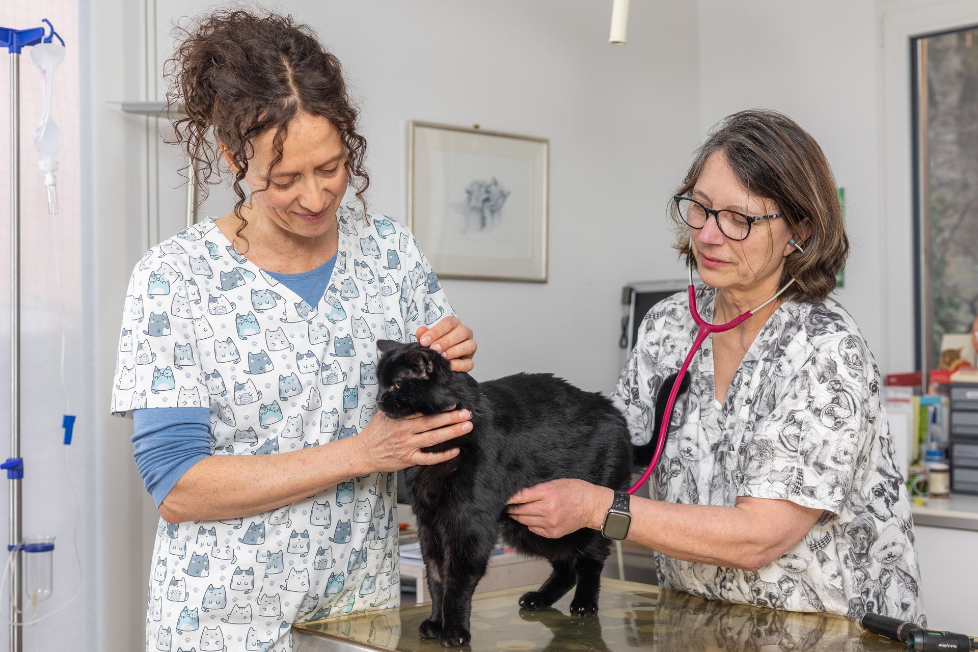 Eine Tierärztin untersucht eine Katz ein einem Operationssaal bei der Tierärztliche Praxis H. Hoffmann-Füsser