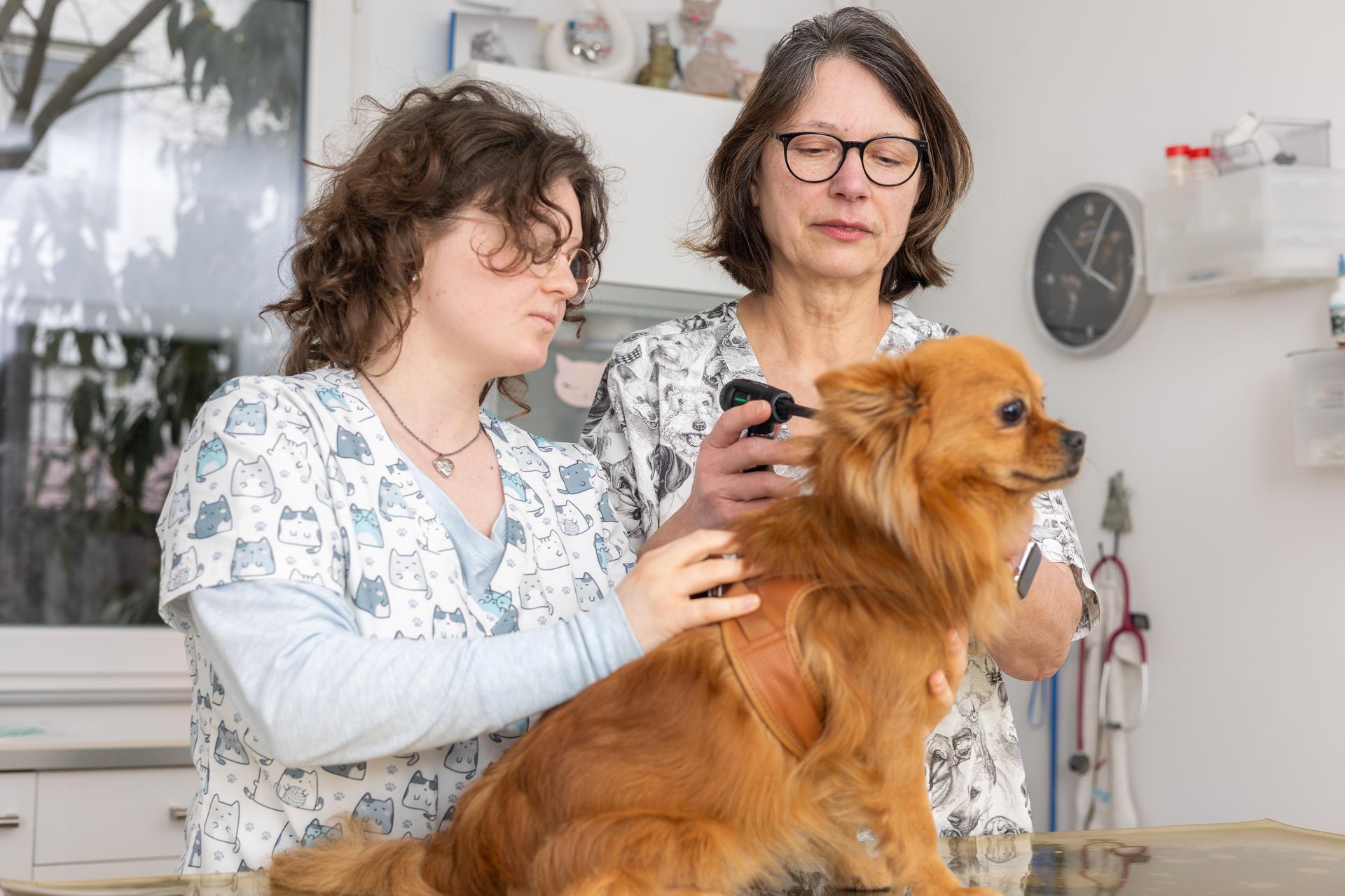 Eine Tierärztin untersucht einen Hund in einem Operationssaal bei der Tierärztliche Praxis H. Hoffmann-Füsser