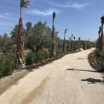 Camino de tierra sinuoso bordeado de altas palmeras bajo un cielo azul claro.