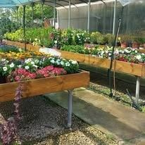 Hileras de flores coloridas en parterres de madera elevados dentro de un invernadero.