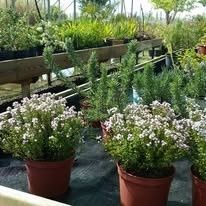Flores blancas en macetas en un vivero junto a hileras de plantas verdes.