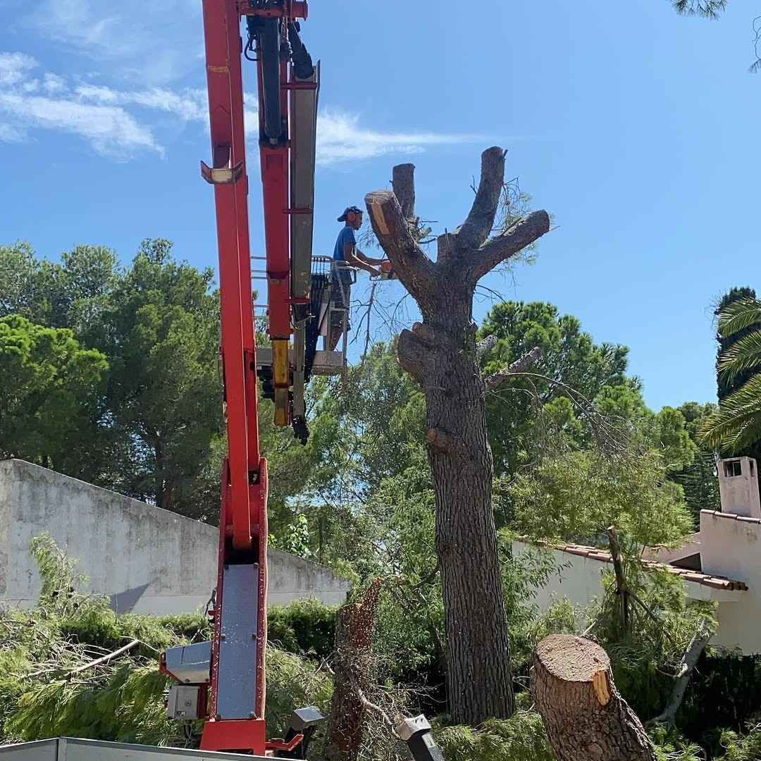 Un trabajador poda ramas con una plataforma elevadora roja en un patio soleado.