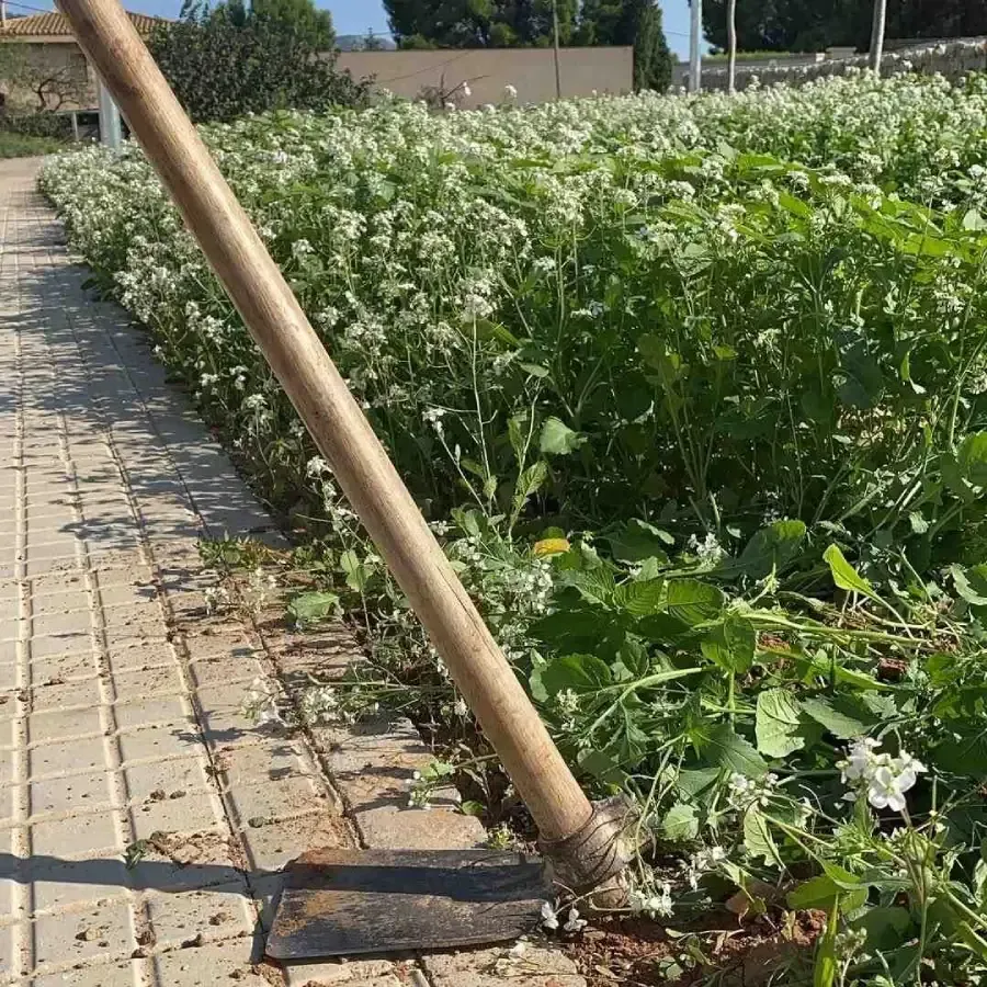 Una azada de madera descansa apoyada contra un sendero de piedra junto a un campo de cultivo verde con flores blancas.