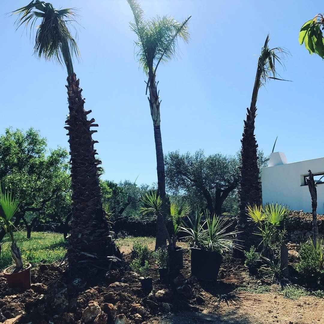 Varias palmeras altas en un jardín soleado con cielo azul y un edificio blanco al fondo.