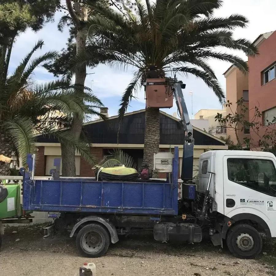Un camión azul levanta una palmera junto a una casa en un patio residencial.