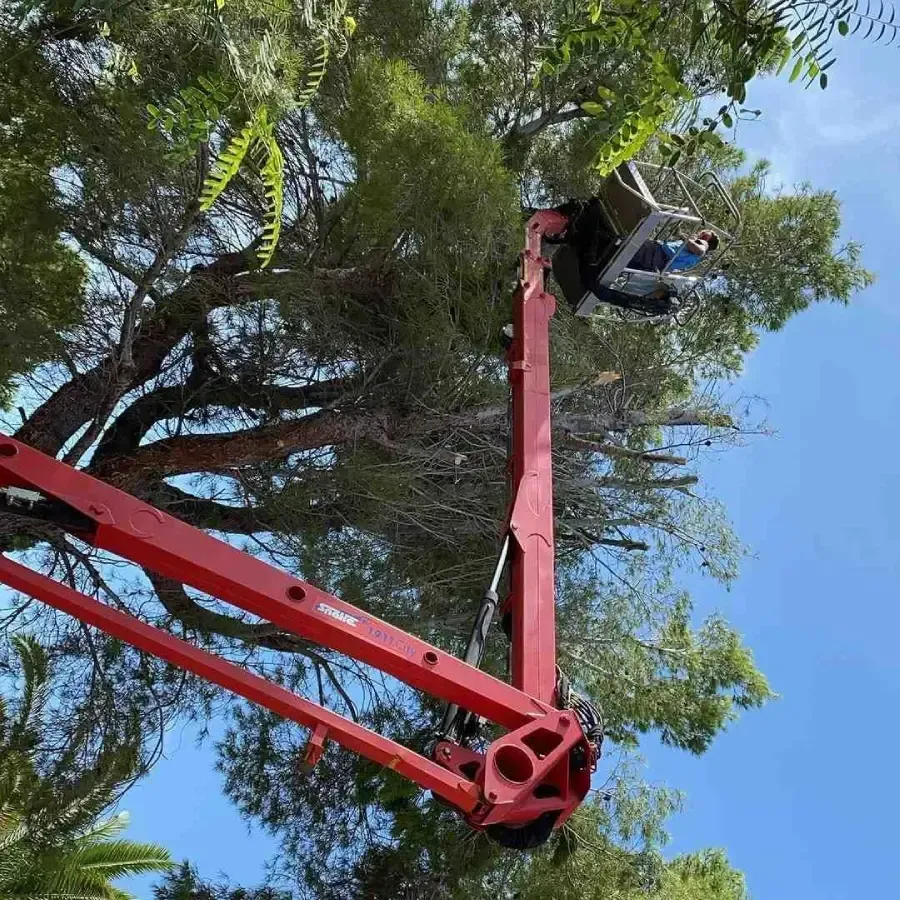 Persona con camisa azul en una grúa elevadora roja entre las ramas de un árbol contra un cielo azul