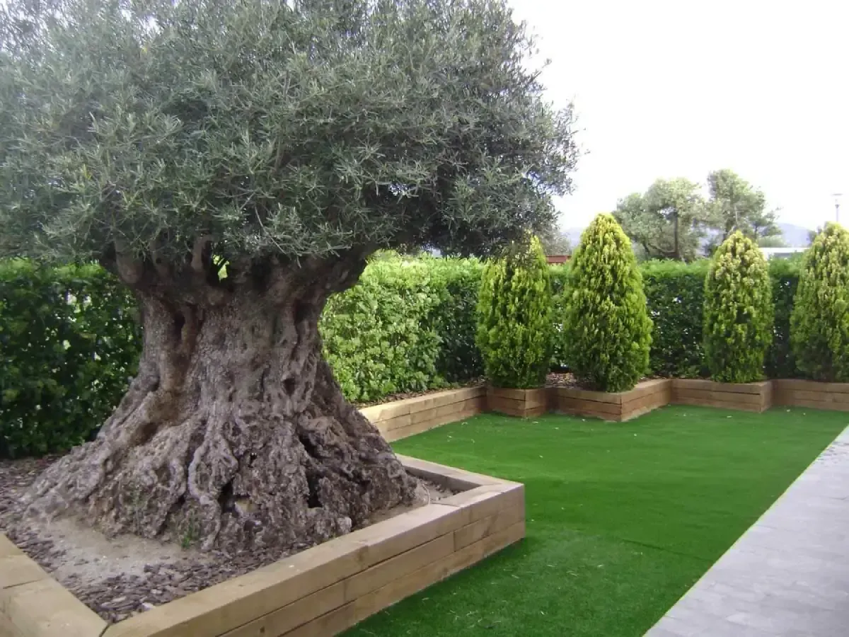 Un gran olivo en un jardín bien cuidado con setos recortados y un césped verde.