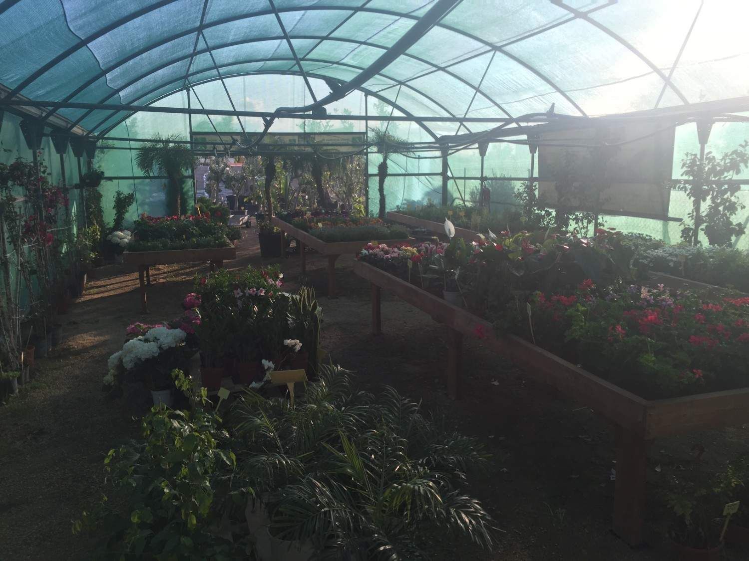 Invernadero con hileras de plantas bajo un techo arqueado translúcido bañado por una suave luz solar.