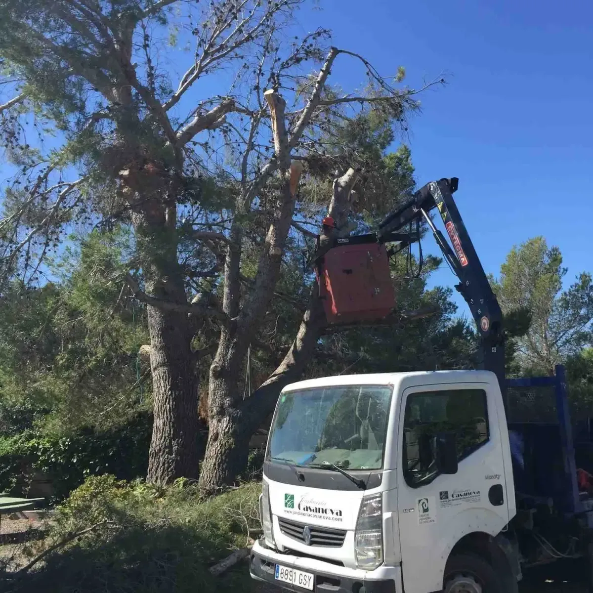 Un trabajador utiliza una plataforma elevadora para podar un árbol alto junto a un camión de servicios públicos
