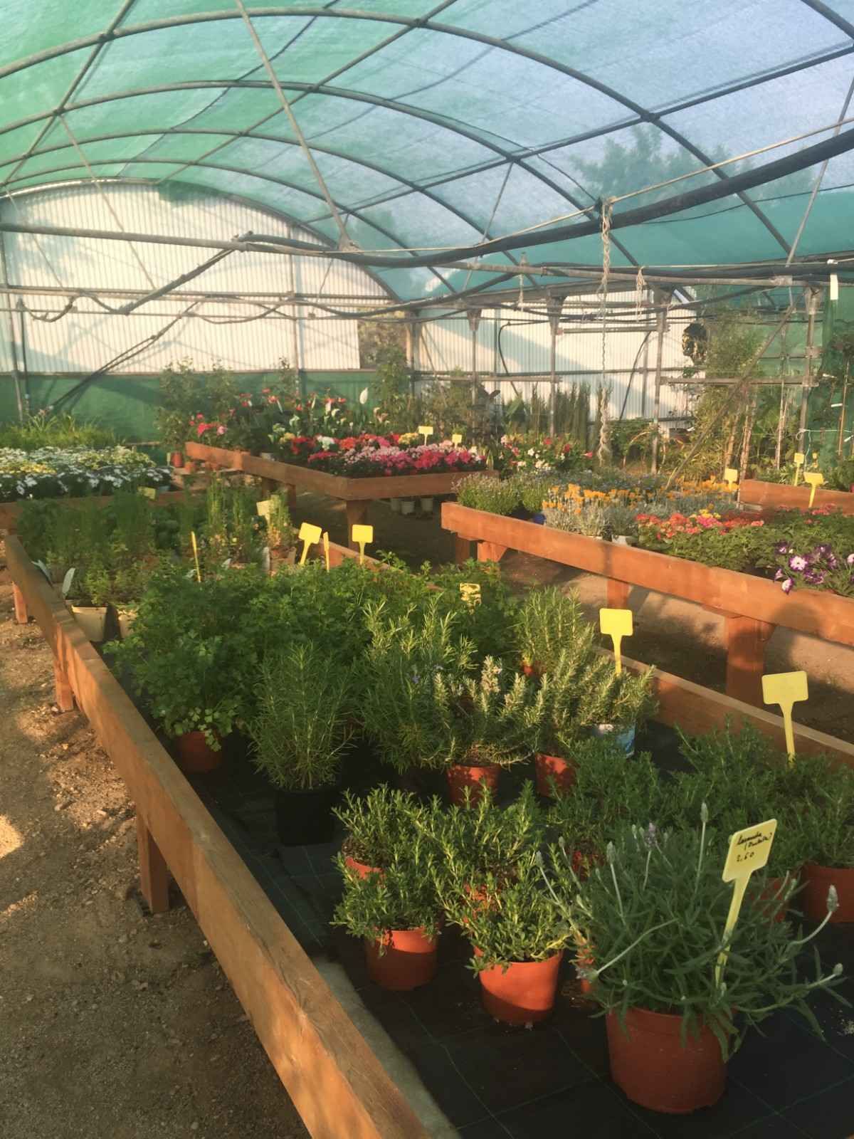 Hileras de plantas en macetas en un invernadero bajo un techo arqueado translúcido.