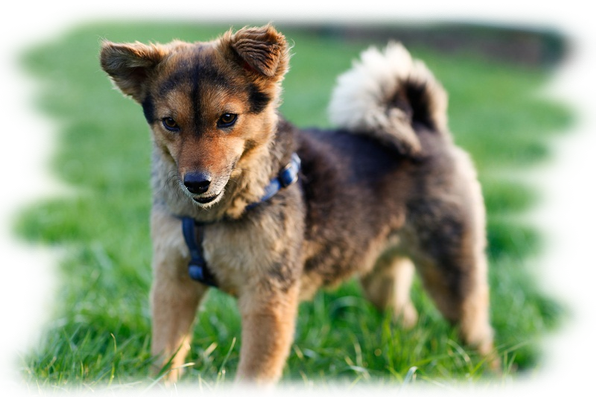 Marx Kleintierpraxis