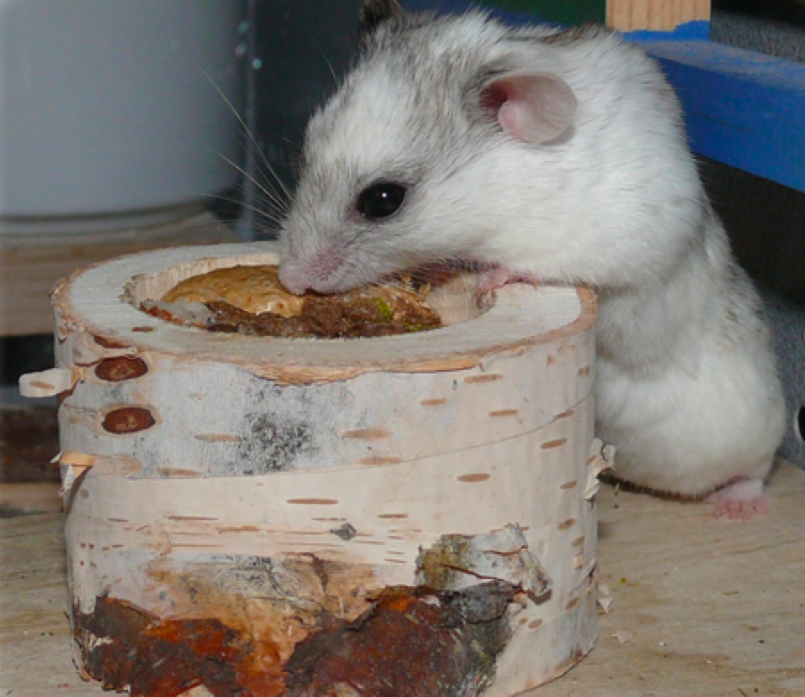 Marx Kleintierpraxis