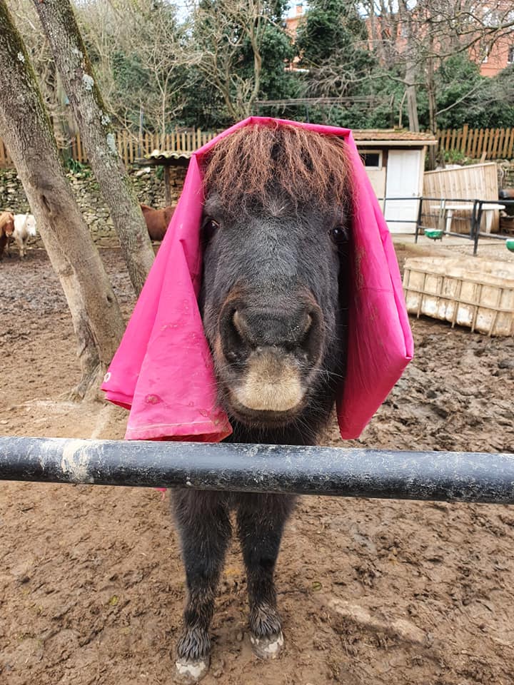 Cheval avec serviette