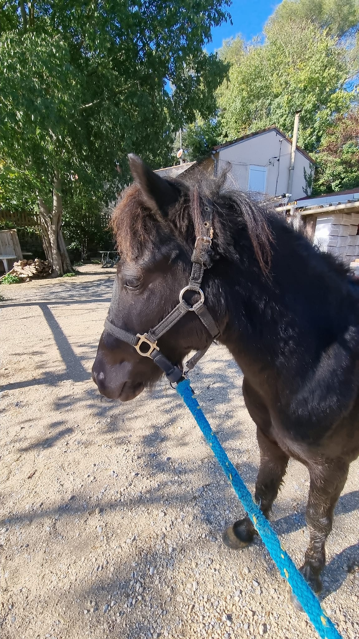 Cheval avec une longe