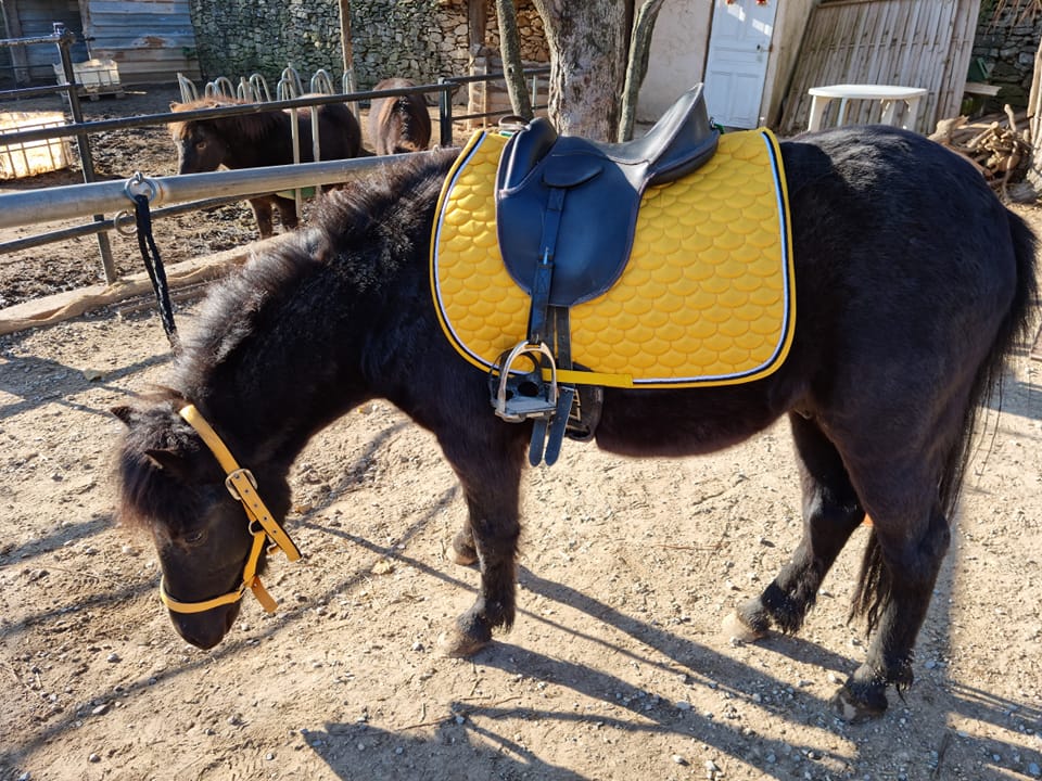 Cheval avec une selle