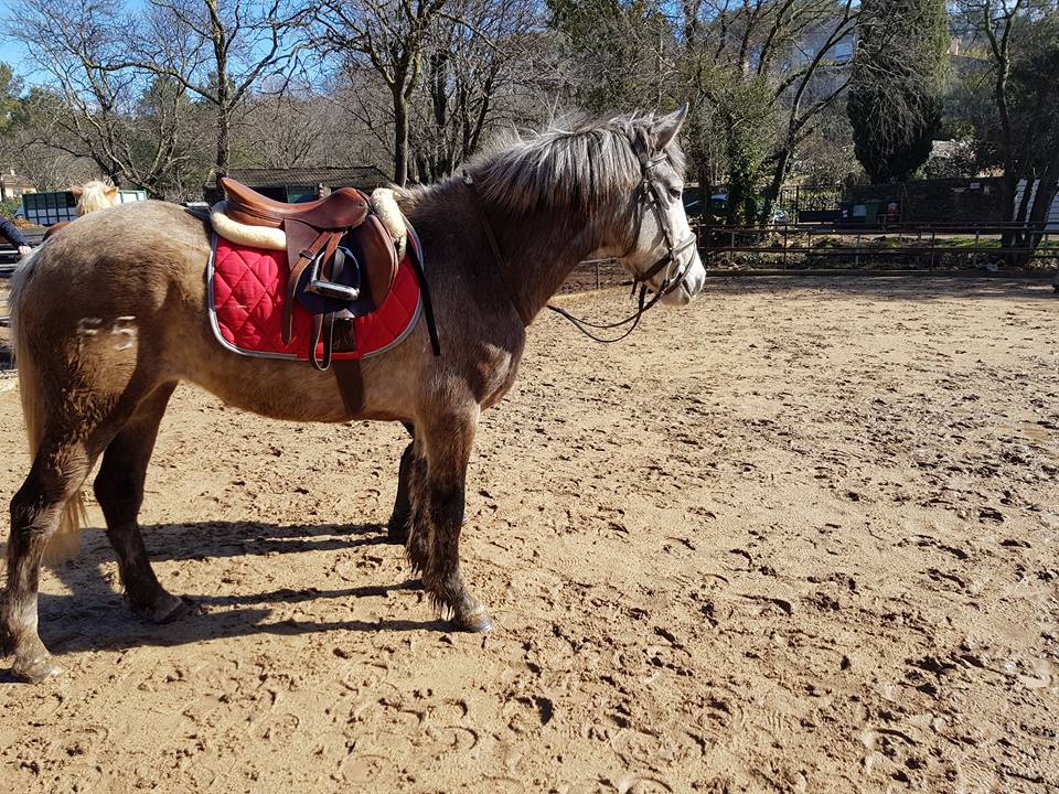 Cheval prêt pour un cours d'équitation