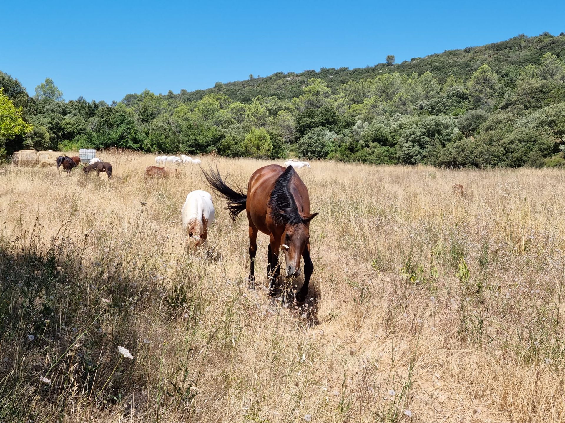 Chevaux en vacances