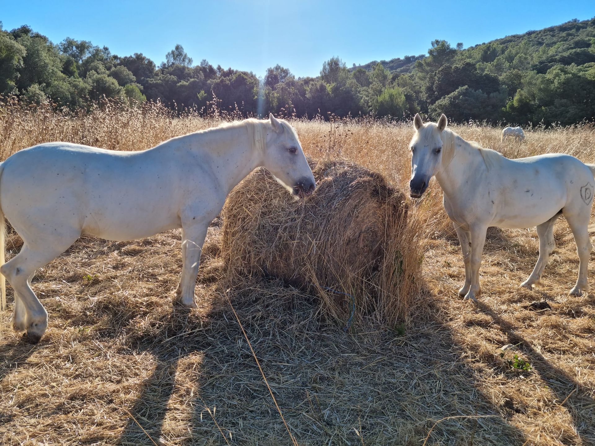 Deux chevaux blancs