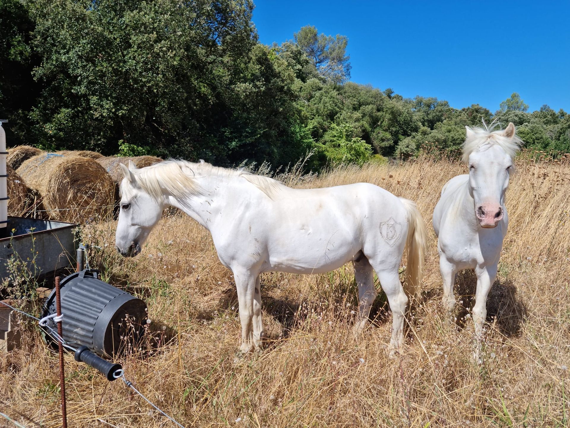 Chevaux blancs au repos