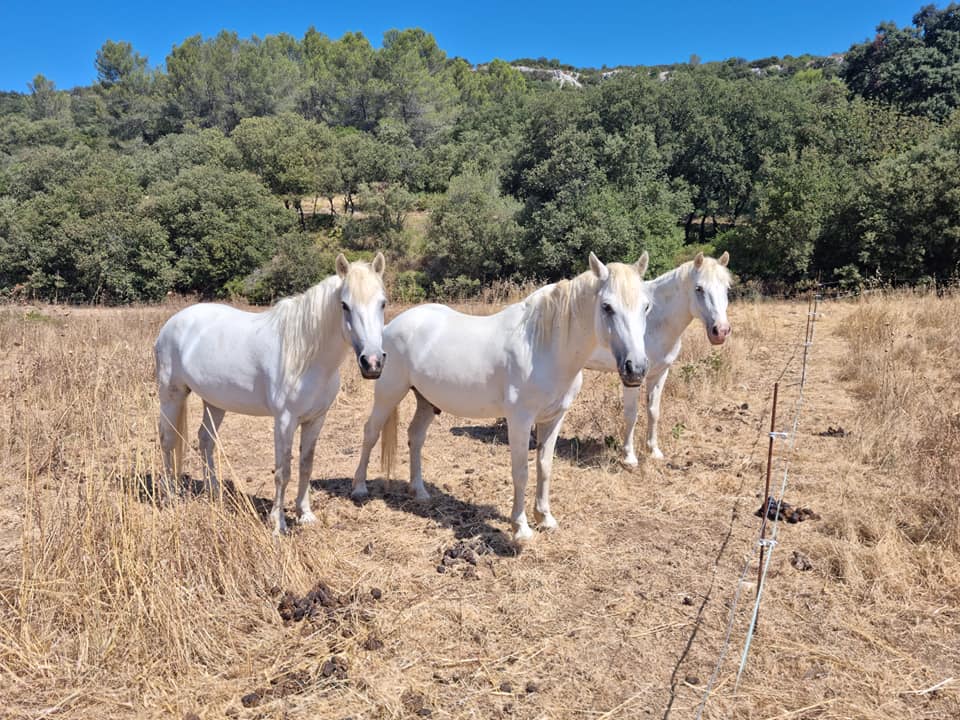 Chevaux blancs