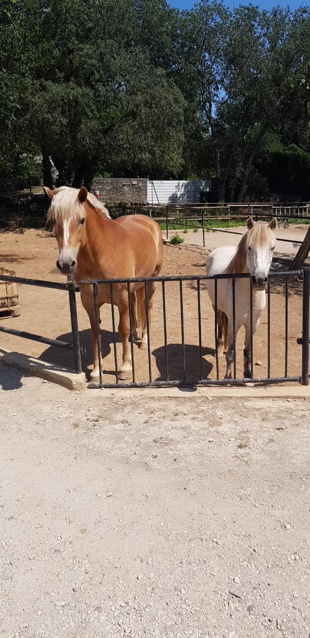 Chevaux dans leur enclos