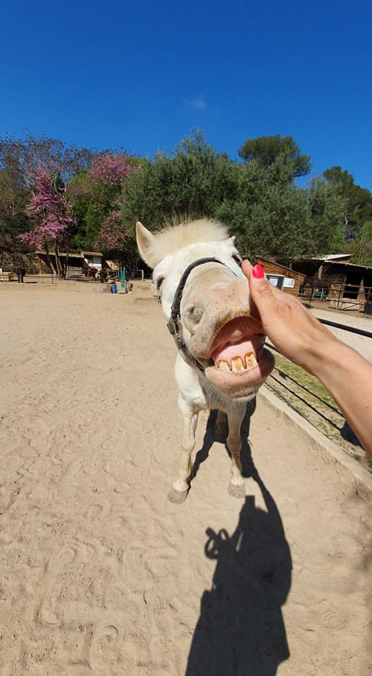 Cheval qui montre ses dents