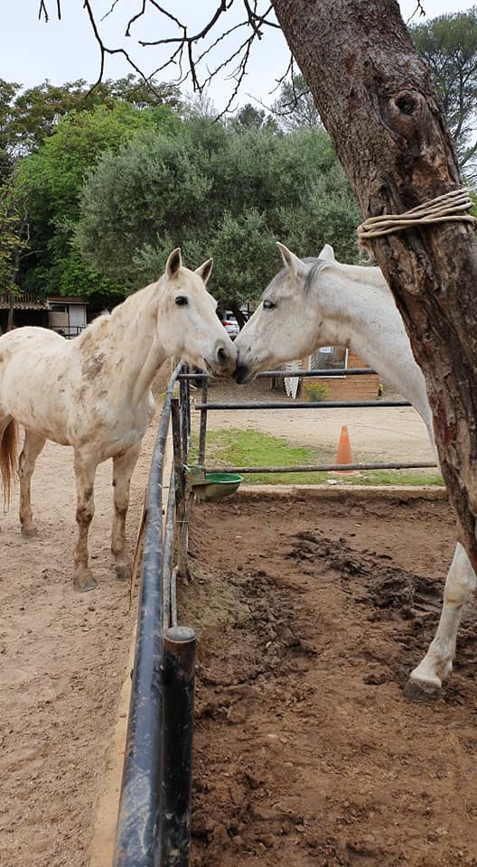 Câlin entre deux chevaux