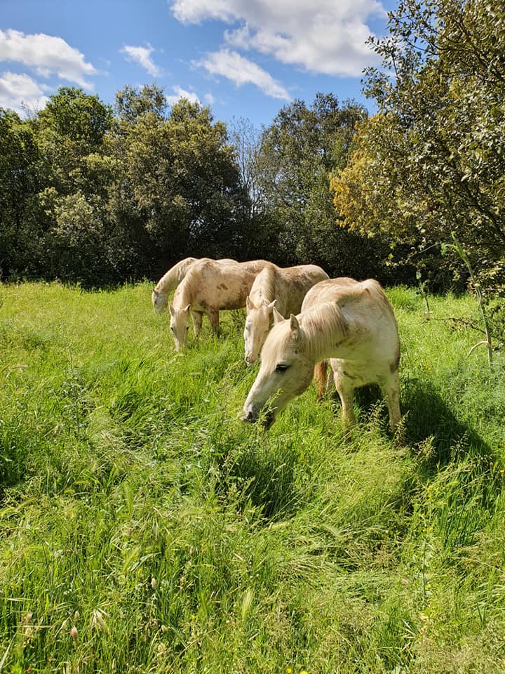 Chevaux broutant de l'herbe