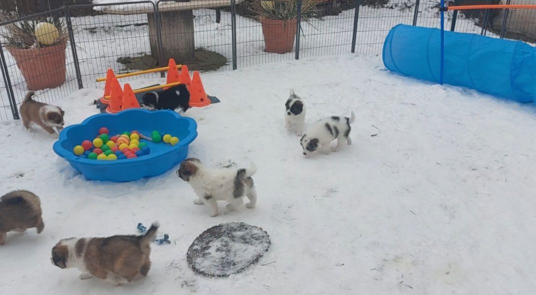 Welpen im Schnee