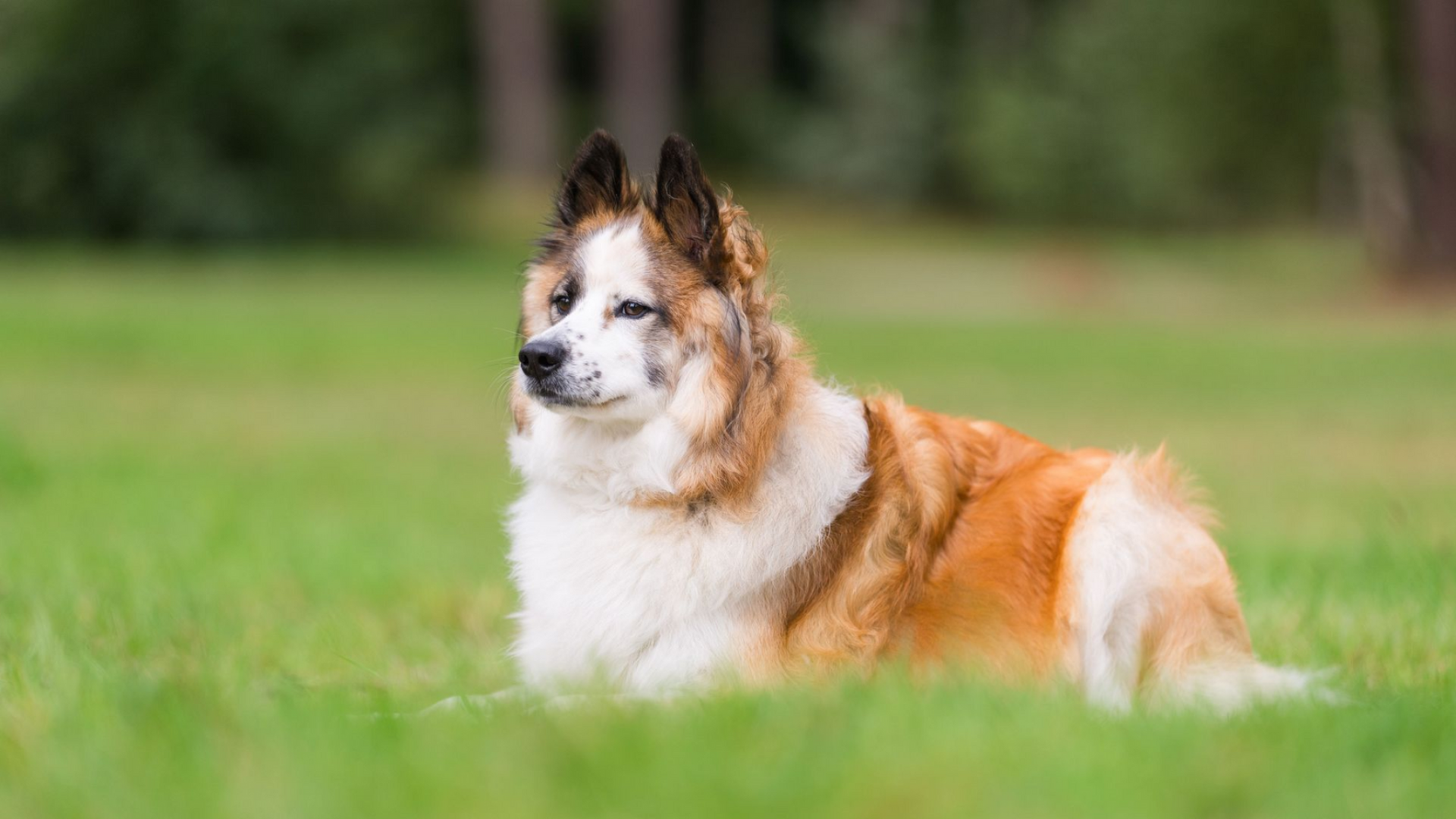 Hund liegend