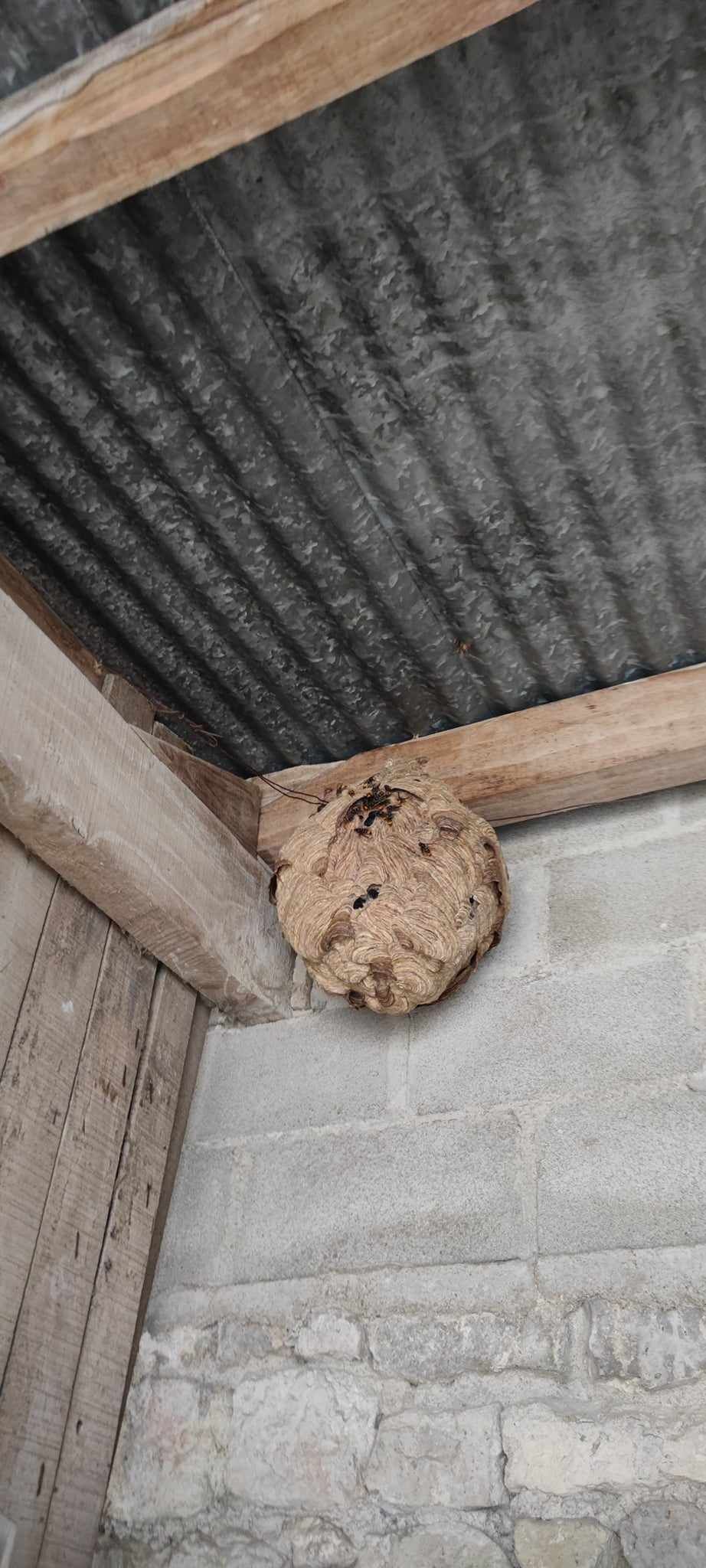 Nid d'abeilles dans une pièce