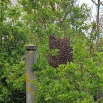 Nid d'abeilles dans la végétation