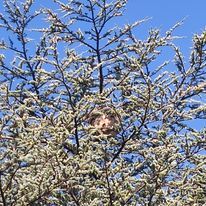 Nid de chenilles dans un arbre