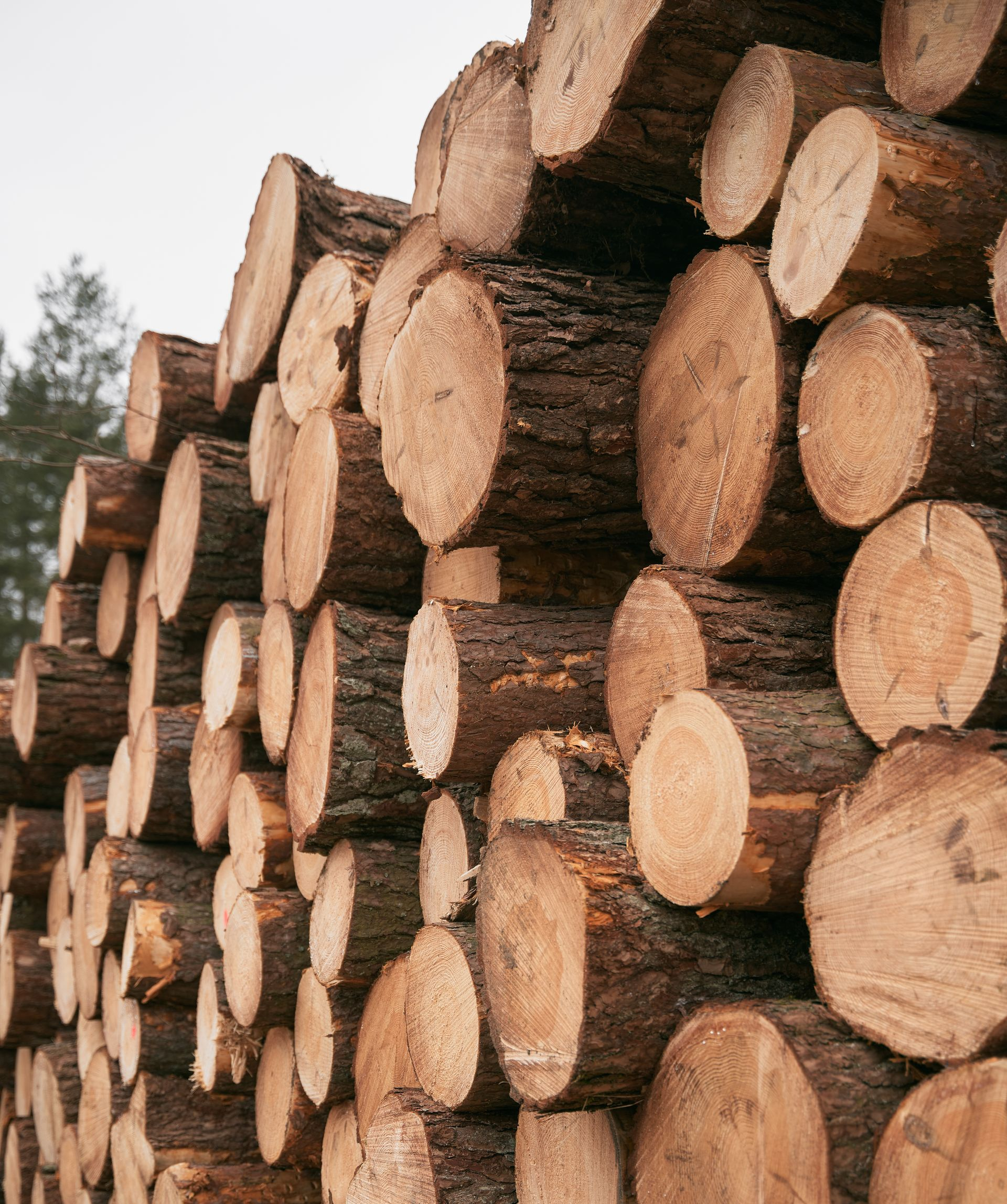 Des troncs d'arbres mis en tas