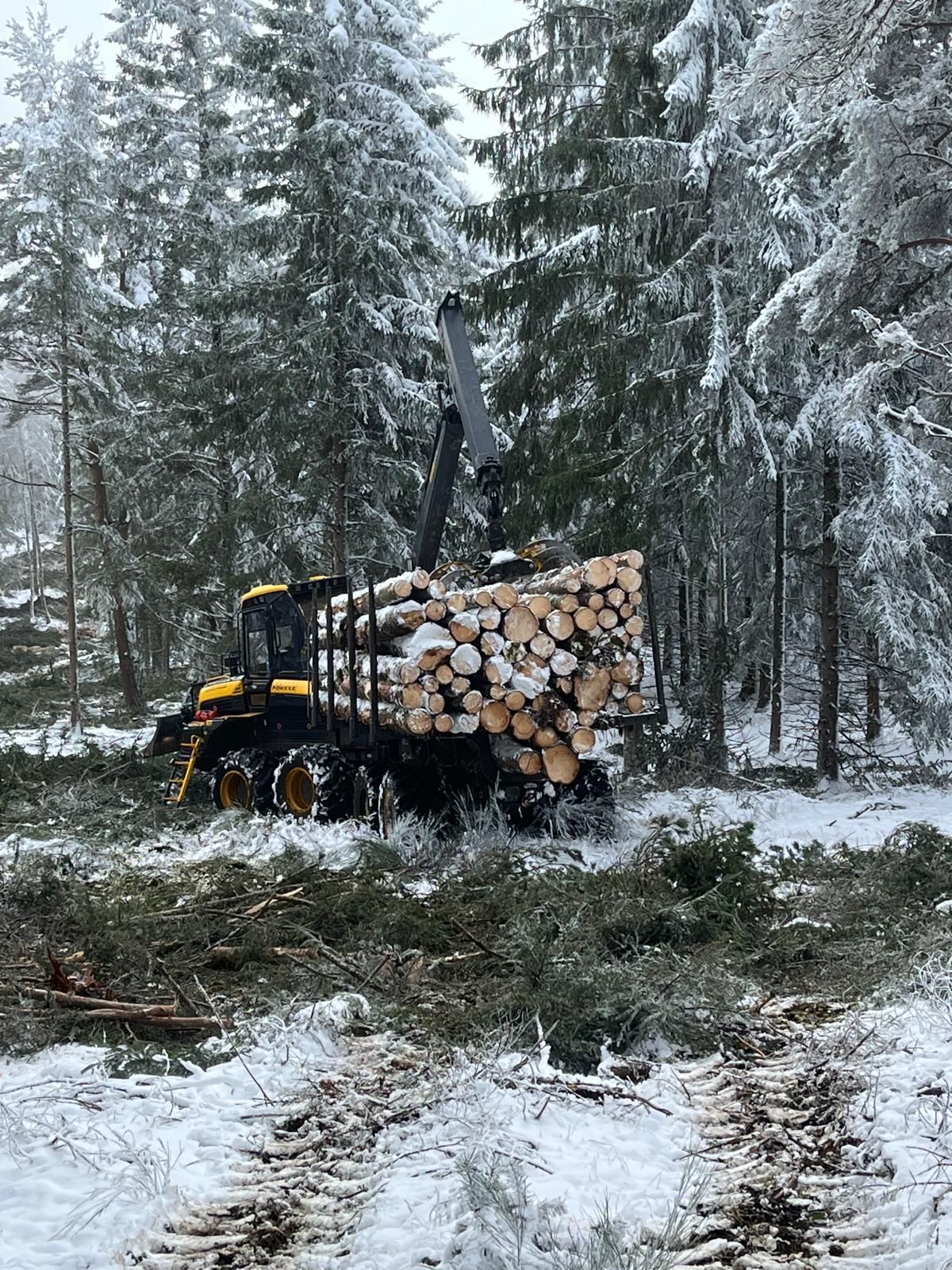 Porteur Ponssé Bison dans une forêt enneigée