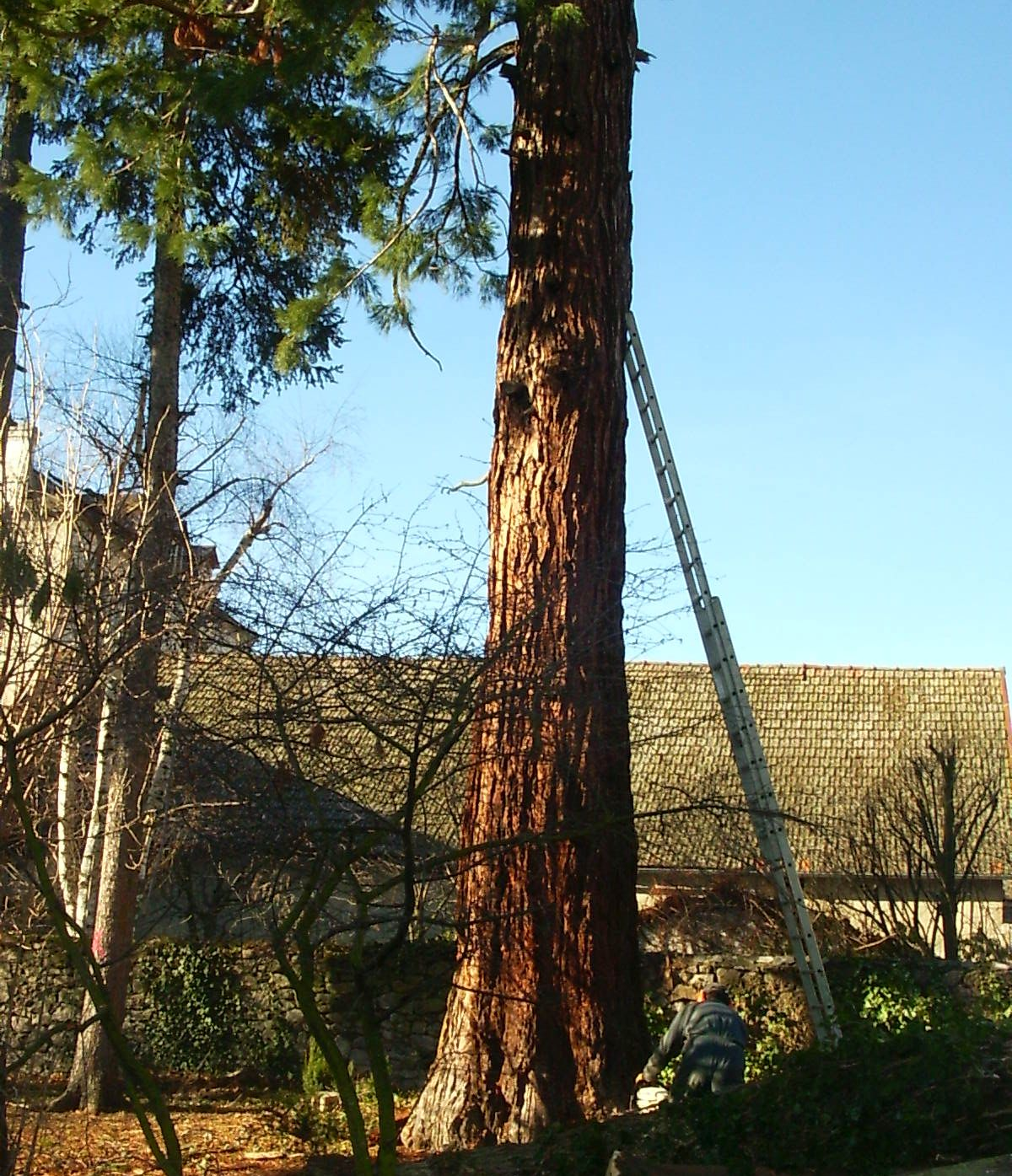 Une échelle posée sur un tronc d'arbre pour des travaux d'élagage
