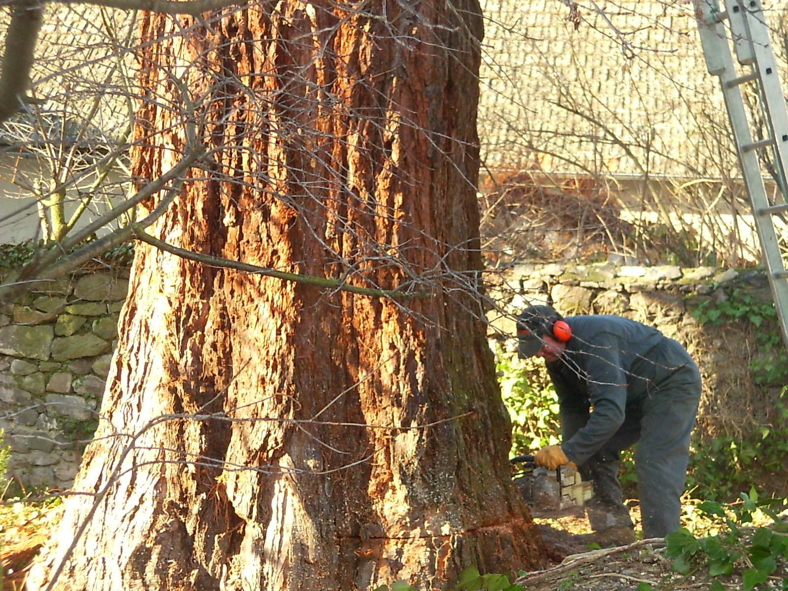 Un homme en salopette bleue utilise une tronçonneuse pour couper un gros tronc d'arbre, à l'extérieur.