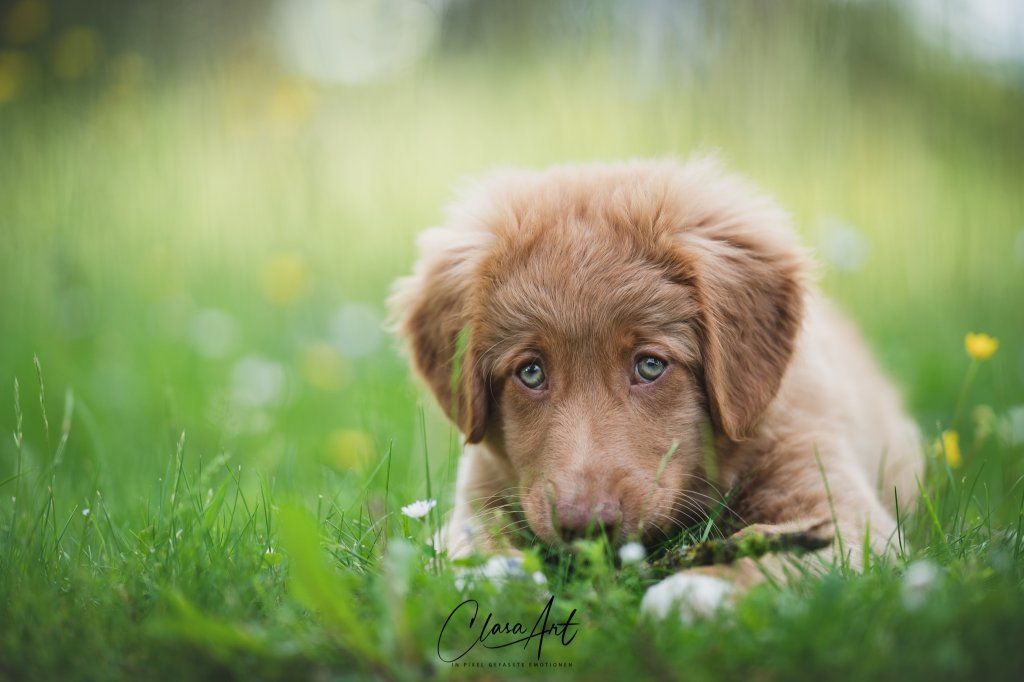 Passion And Fire NSDT Retriever