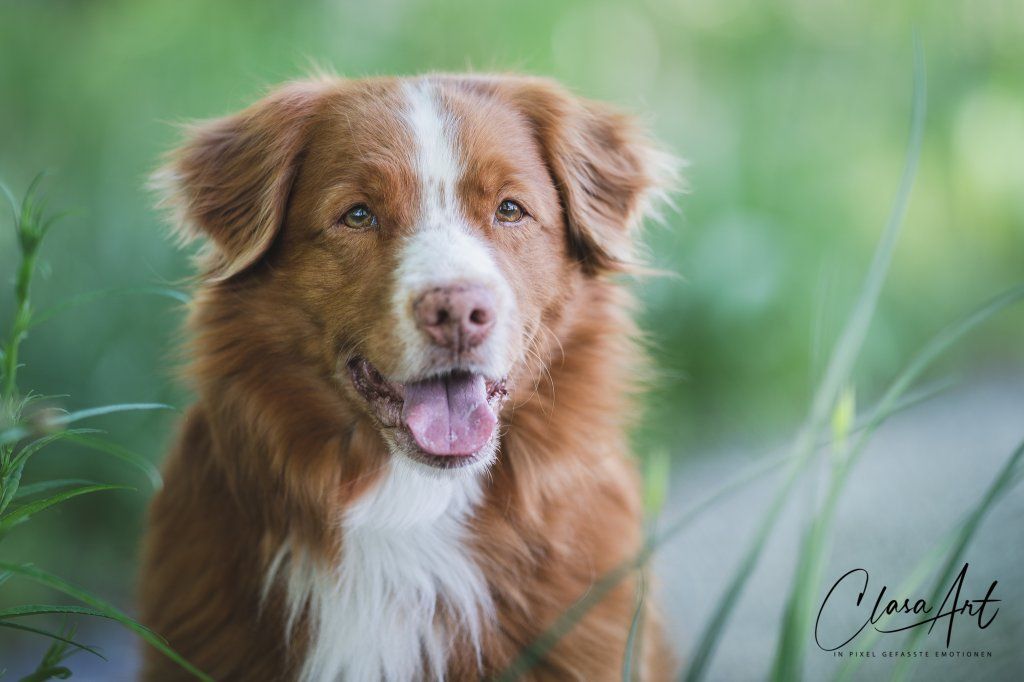 Passion And Fire NSDT Retriever