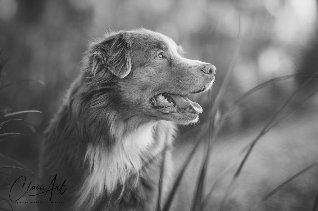 Passion And Fire NSDT Retriever