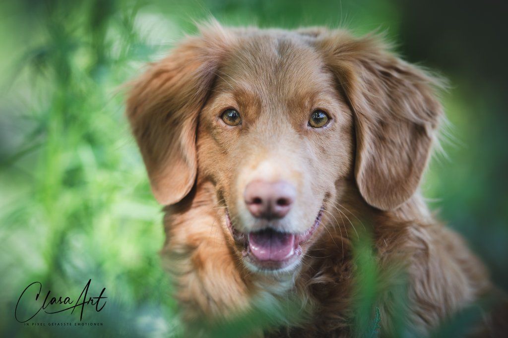 Passion And Fire NSDT Retriever