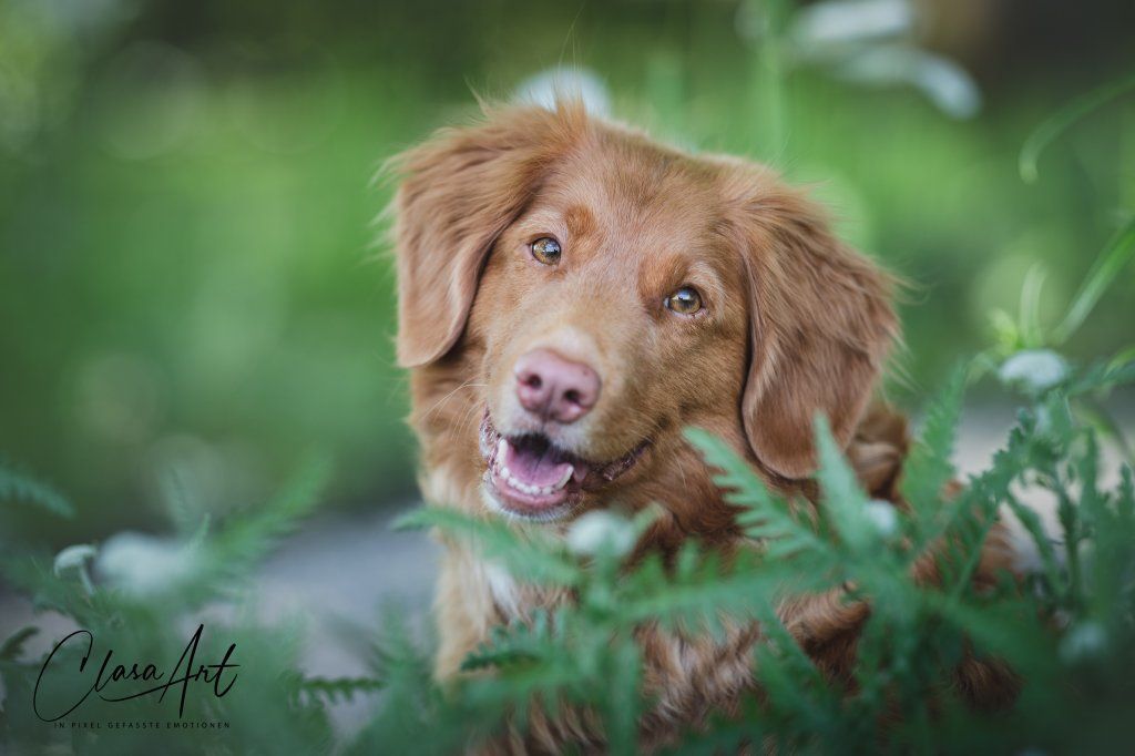 Passion And Fire NSDT Retriever
