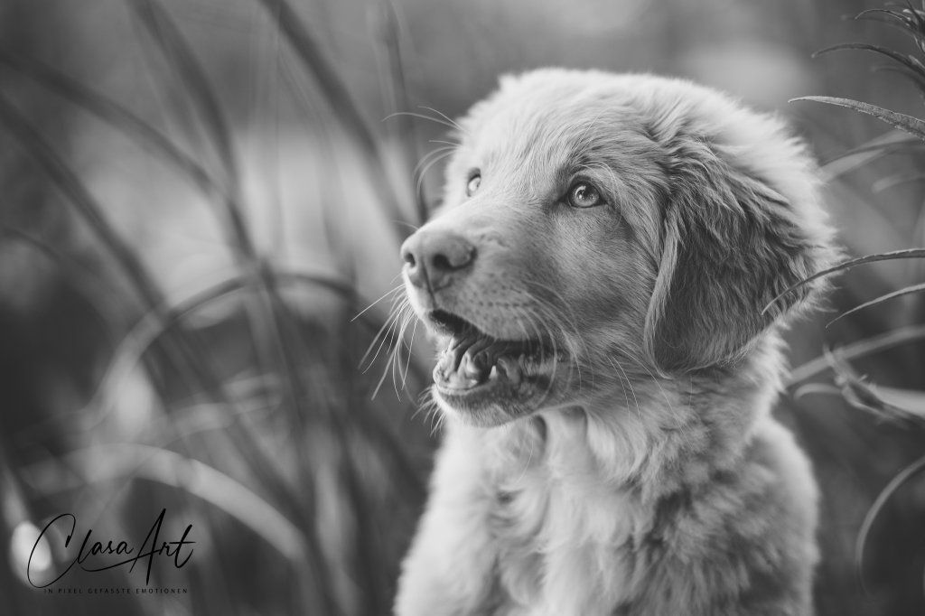 Passion And Fire NSDT Retriever