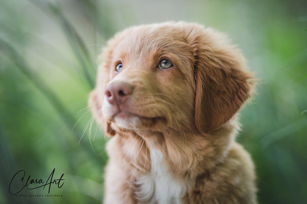 Passion And Fire NSDT Retriever