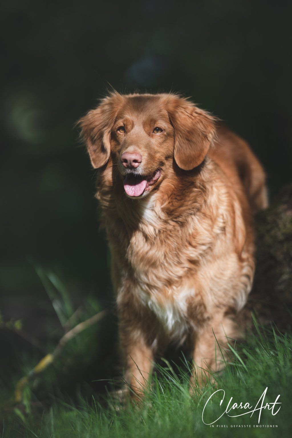 Passion And Fire NSDT Retriever